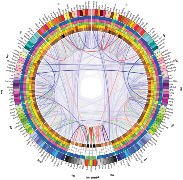 Circos connectome diagram